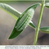 polyommatus rjabovi talysh larva4h